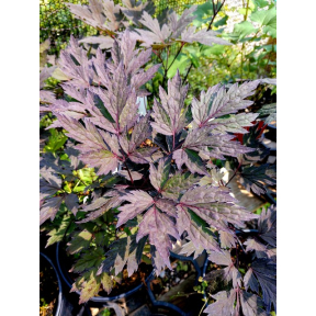 Actaea ramosa 'Hillside Black Beauty'  - Hillside Black Beauty Snakeroot