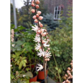 Actaea japonica - Japanese Baneberry