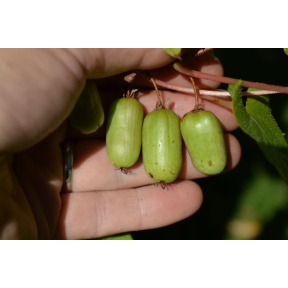 Actinidia kolomikta - Hardy Kiwi