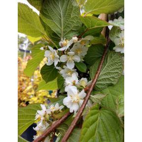 Actinidia kolomikta 'September Sun'  - September Sun Hardy Kiwi