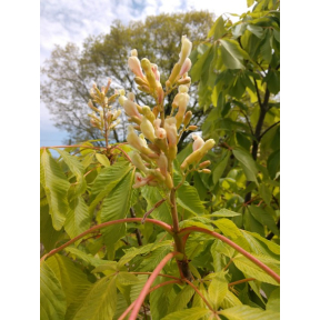 Aesculus x neglecta - Horsechestnut