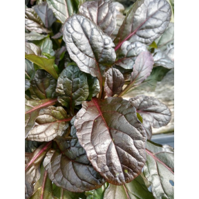 Ajuga reptans 'Mahogany' - Mahogany Bugle Weed