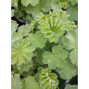 Alchemilla mollis - Lady's Mantle