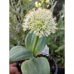 Allium karataviense - Turkestan Onion