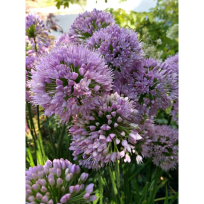 Allium x 'Millenium' - Millenium Ornamental Onion