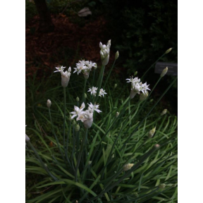 Allium schoenoprasum (White Form) - White Flowering Chives