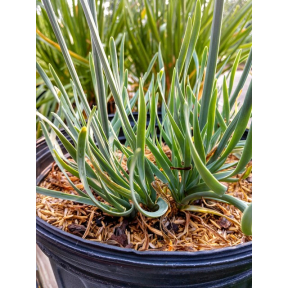 Allium senescens 'Blue Eddy' - Blue Eddy Circle Onion