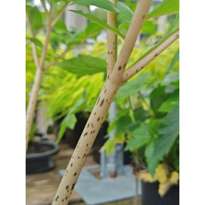 Amorphophallus konjac 'Leo Song' - Leo Song Voodoo Lily