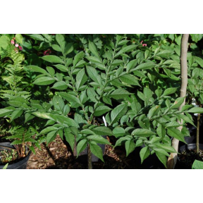 Amorphophallus konjak - Voodoo Lily