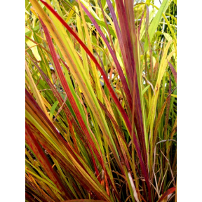 Andropogon gerardii 'Black Hawks' PP 27949 - Blackhawks Big Bluestem
