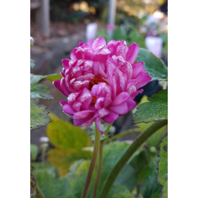 Anemone x hybrida 'Pamina' - Pamina Hybrid Japanese Anemone