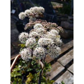 Angelica sylvestris 'Ebony' - Ebony Angelica