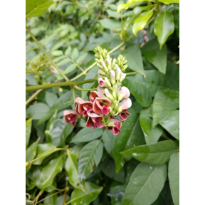 Apios americana 'Treasure' - Treasure Groundnut