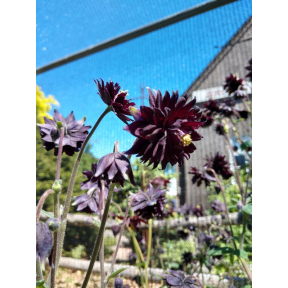 Aquilegia vulgaris 'Black Barlow'                                                                           - Black Barlow Grannys Bonnet Columbine