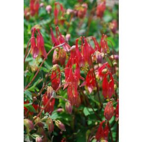 Aquilegia canadensis 'Little Lanterns' - Little Lanterns Wild Columbine