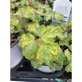 Aquilegia vulgaris 'Leprechaun Gold' - Leprechaun Gold European Columbine