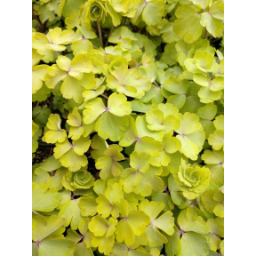 Aquilegia vulgaris 'Mellow Yellow' - Mellow Yellow European Columbine