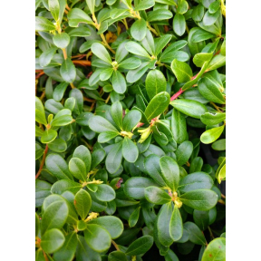 Arctostaphylos uva ursi 'Massachusetts' - Massachusetts Bearberry