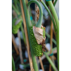 Arisaema consanguineum - Blood-Colored Himalayan Cobra Lily