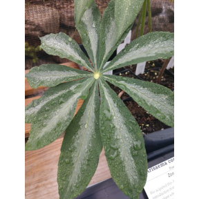 Arisaema consanguineum 'Poseiden' - Poseiden Himalayan Cobra Lily