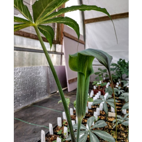 Arisaema consanguineum 'The Perfect Wave' - The Perfect Wave Himalayan Cobra Lily