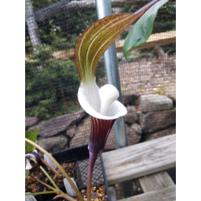 Arisaema sikokianum - Chinese Cobra Lily