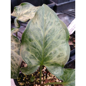 Arum italicum 'Great Speckled Bird' - Great Speckled Bird Italian Arum