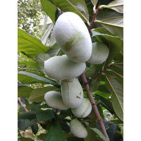 Asimina triloba 'Shenandoah' - Shenandoah Common Pawpaw