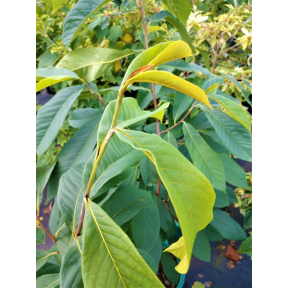 Asimina triloba 'Sunflower' - Sunflower Common Pawpaw