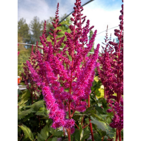 Astilbe chinensis 'Visions in Red' PP 11965 - Visions in Red Astilbe
