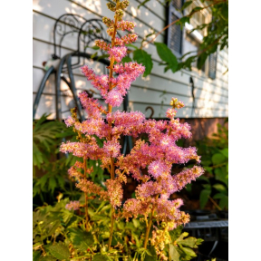 Astilbe chinensis 'Pumila' - Pumila Astilbe