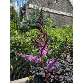 Astilbe x 'Dark Side of the Moon' PPAF - Dark Side Of The Moon Hybrid Astilbe