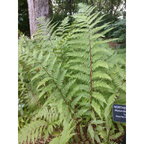 Athyrium filix-femina 'Lady in Red' - Lady in Red Lady Fern