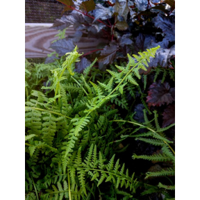 Athyrium filix-femina 'Victoriae' - Victoria Lady Fern