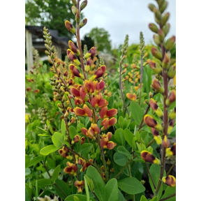 Baptisia x 'Cherries Jubilee' PP23907 - Cherries Jubilee False Indigo