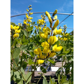 Baptisia x 'American Goldfinch' PP 30478 - American Goldfinch False Indigo 