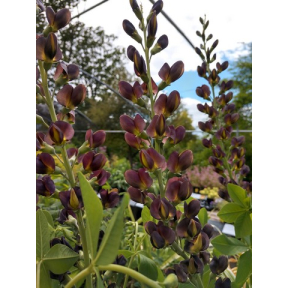 Baptisia x 'Dark Chocolate' - Dark Chocolate False Indigo 