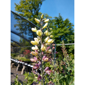 Baptisia x 'Pink Lemonade' PP 30669 - Pink Lemonade False Indigo 