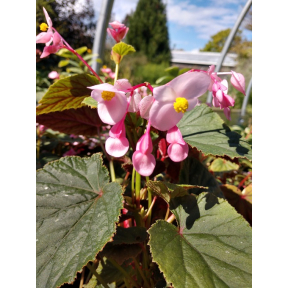 Begonia grandis 'Bells and Whistles' - Bells and Whistles Hardy Begonia