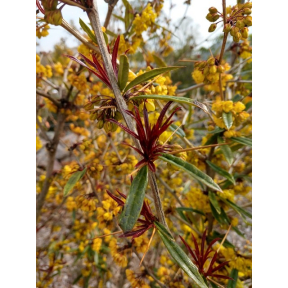 Berberis julianae 'Spring Glory' - Spring Glory Wintergreen Barberry