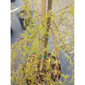Betula jacquemontii 'Tickle Creek' - Tickle Creek Whitebarked Himalayan Birch