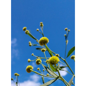 Boltonia asteroides 'Nally's Lime Dot' - Nally's Lime Dot False Aster 