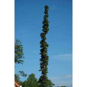 Acer platanoides 'Curly Lampost' - Curly Lamp Post Norway Maple