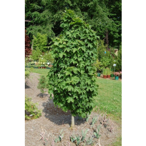 Acer saccharum 'Millane's Dwarf' - Millane's Dwarf Sugar Maple