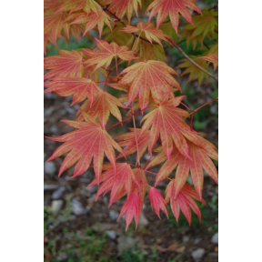 Acer shirasawanum 'Munn 001' Moonrise® PP 16718 - Moonrise® Fullmoon Maple