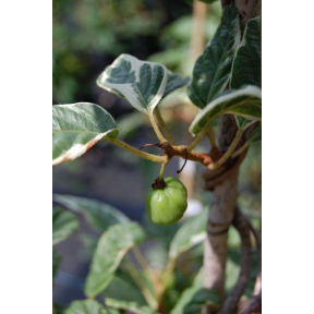 Actinidia arguta 'Silver Lining' - Silver Lining Hardy Kiwi