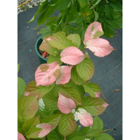 Actinidia kolomikta (female) - Female Hardy Kiwi