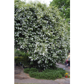 Actinidia kolomikta (male) - Male Hardy Kiwi