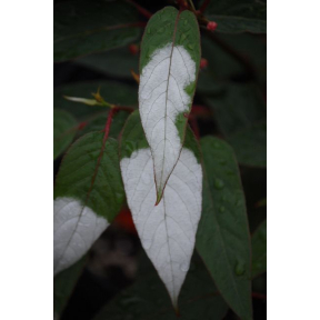 Actinidia tetramera var. maloides (Actinidia pilosula) - Rosy Crabapple Kiwi