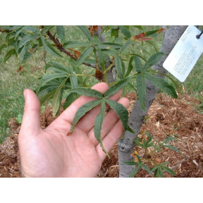 Aesculus hippocastanum 'Digita' - Digita Horsechestnut